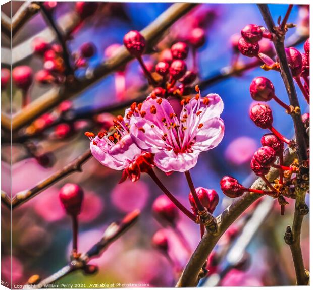 Pink Cherry Plum Blossom Blooming Macro Washington Canvas Print by William Perry