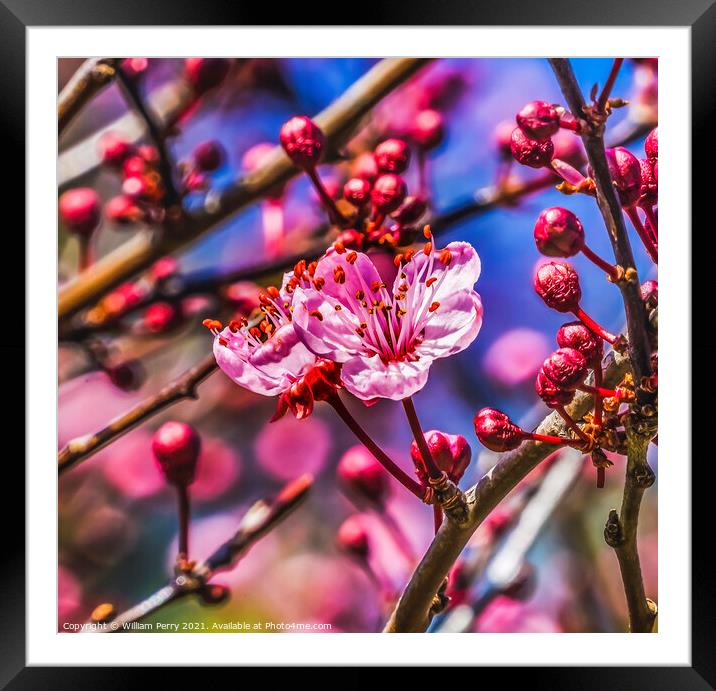 Pink Cherry Plum Blossom Blooming Macro Washington Framed Mounted Print by William Perry