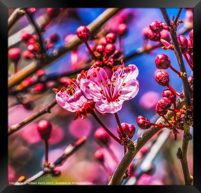 Pink Cherry Plum Blossom Blooming Macro Washington Framed Print by William Perry
