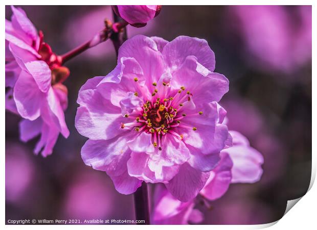 Pink Peach Blossom Blooming Macro Washington Print by William Perry