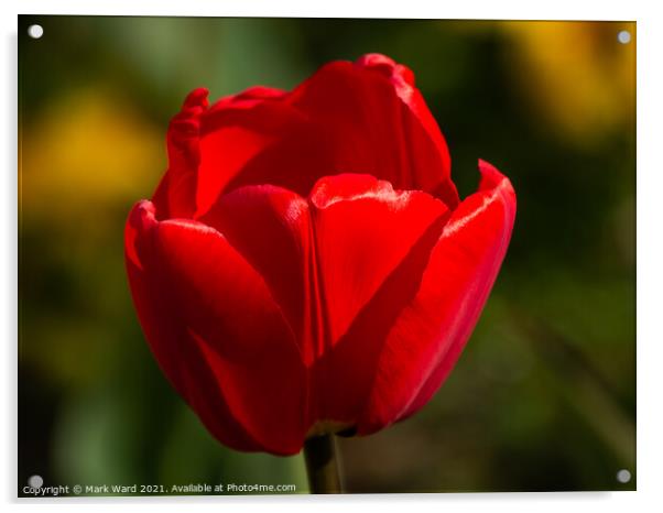 Tulip Erotique. Acrylic by Mark Ward
