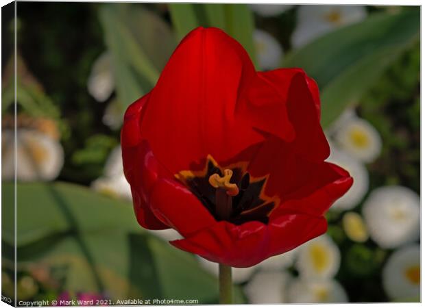 Tulip Rouge Canvas Print by Mark Ward