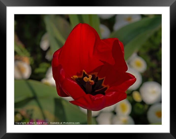 Tulip Rouge Framed Mounted Print by Mark Ward