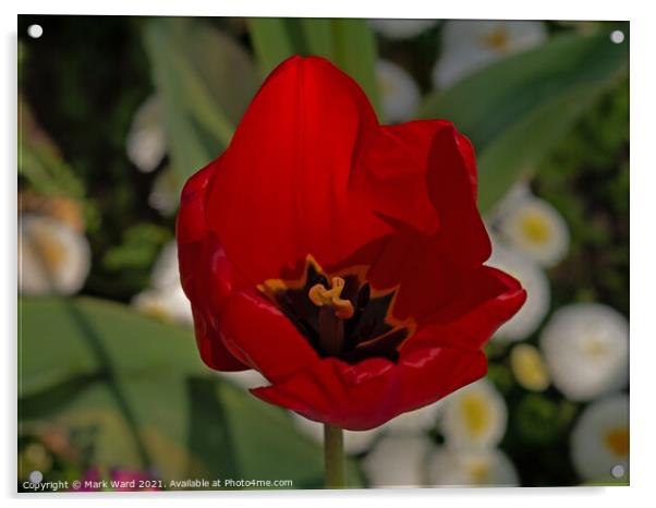Tulip Rouge Acrylic by Mark Ward