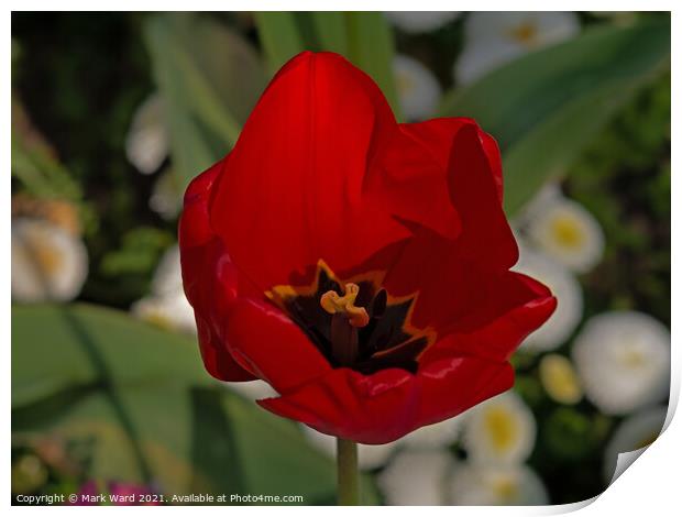 Tulip Rouge Print by Mark Ward