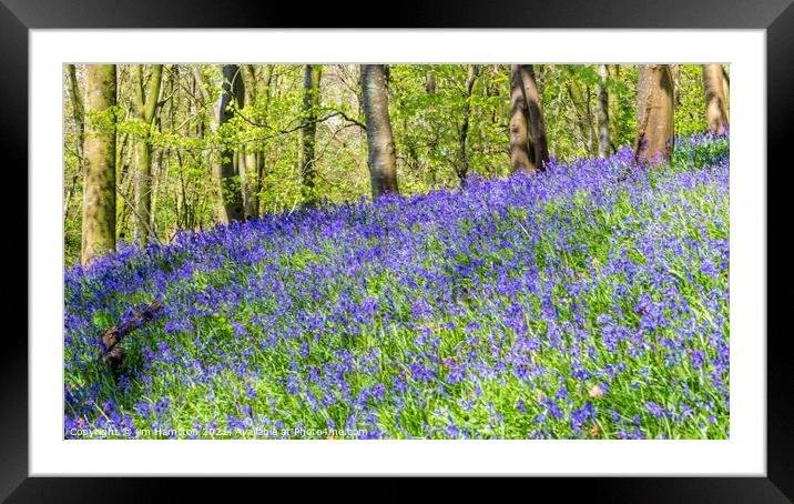 Bluebell display Framed Mounted Print by jim Hamilton