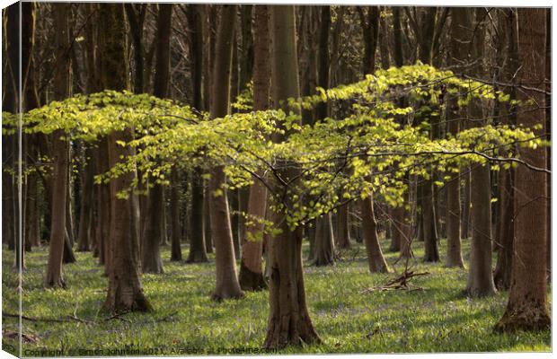 sunlit tree Canvas Print by Simon Johnson