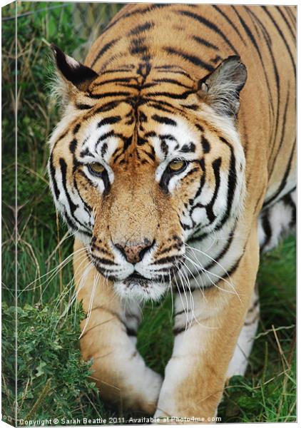 Tiger Canvas Print by Sarah Beattie