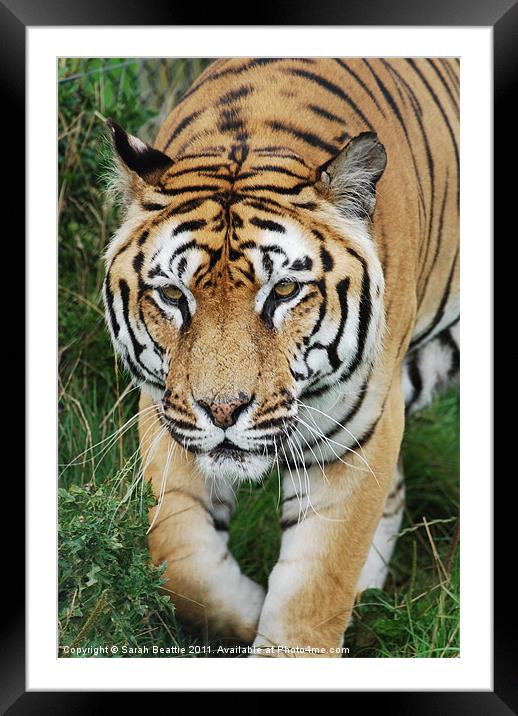 Tiger Framed Mounted Print by Sarah Beattie