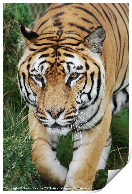 Tiger Print by Sarah Beattie