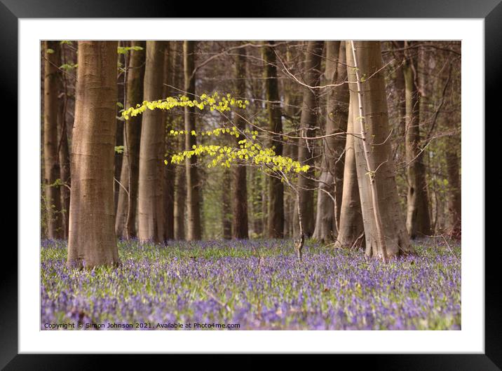 Bluebell woodland Framed Mounted Print by Simon Johnson