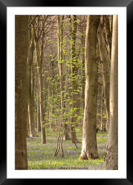Beech woodland Framed Mounted Print by Simon Johnson