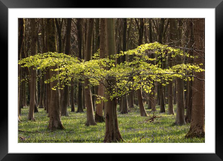 Sunlit tree Framed Mounted Print by Simon Johnson