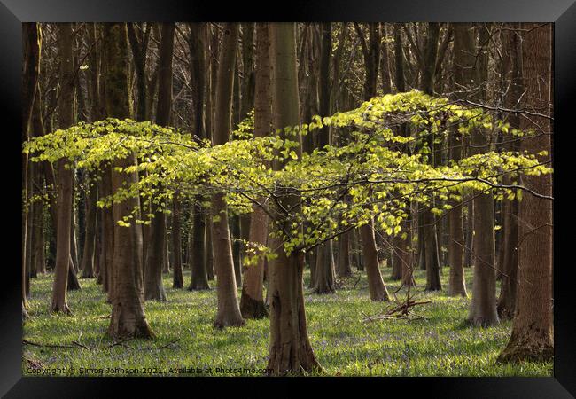 Sunlit tree Framed Print by Simon Johnson