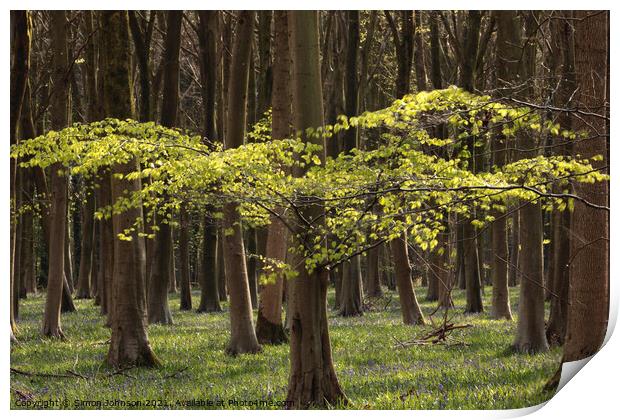 Sunlit tree Print by Simon Johnson