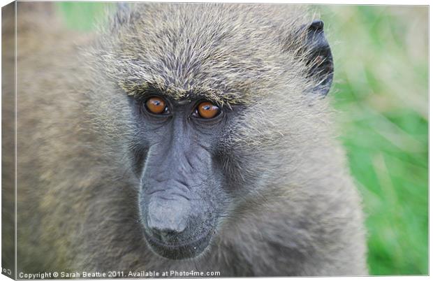 Olive baboon Canvas Print by Sarah Beattie