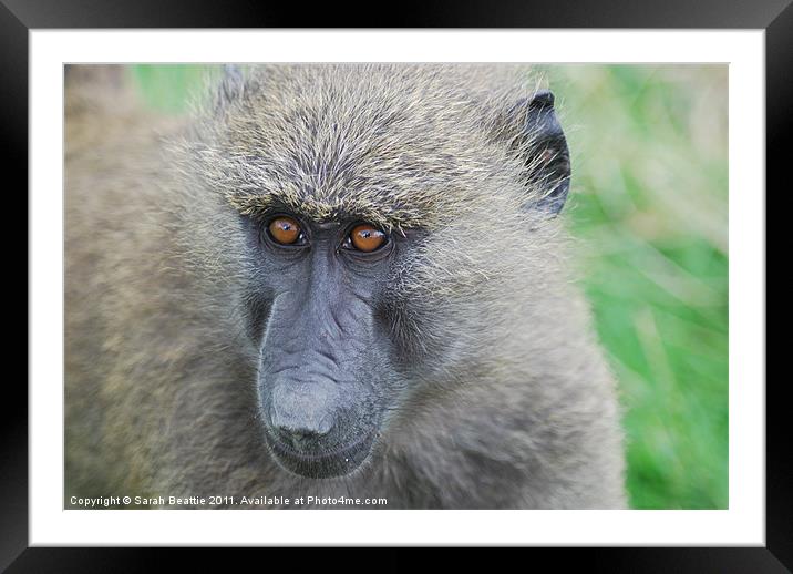 Olive baboon Framed Mounted Print by Sarah Beattie