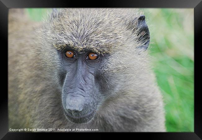 Olive baboon Framed Print by Sarah Beattie
