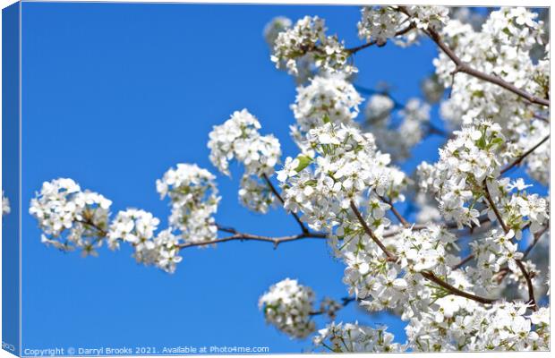 White Pear Blossoms in Spring on Blue Canvas Print by Darryl Brooks