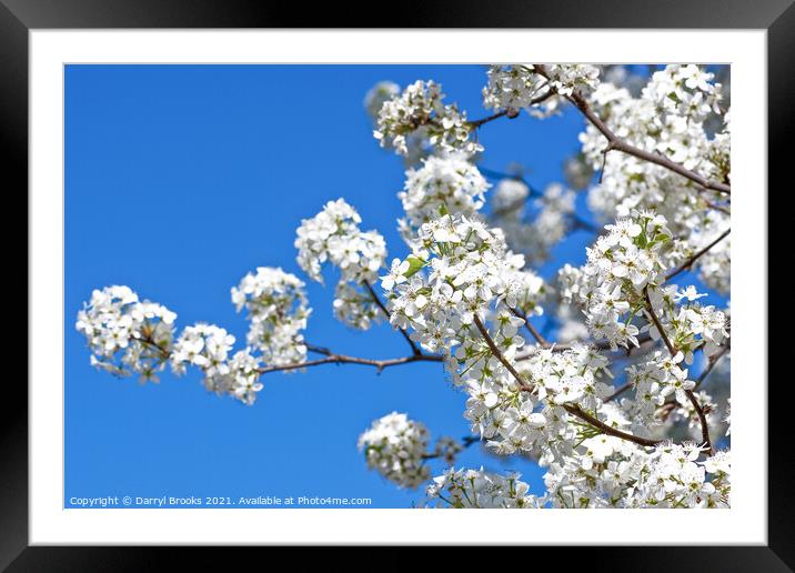 White Pear Blossoms in Spring on Blue Framed Mounted Print by Darryl Brooks