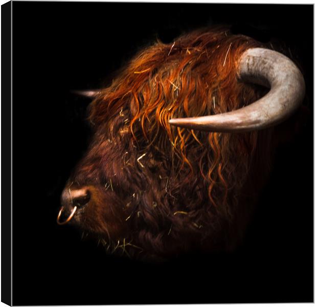 Bull headed Canvas Print by Steve Taylor