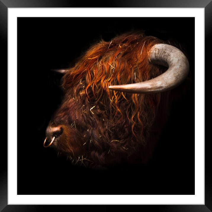 Bull headed Framed Mounted Print by Steve Taylor
