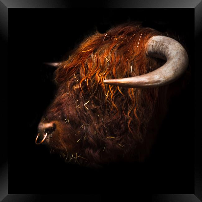 Bull headed Framed Print by Steve Taylor