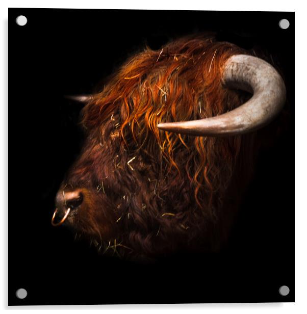 Bull headed Acrylic by Steve Taylor