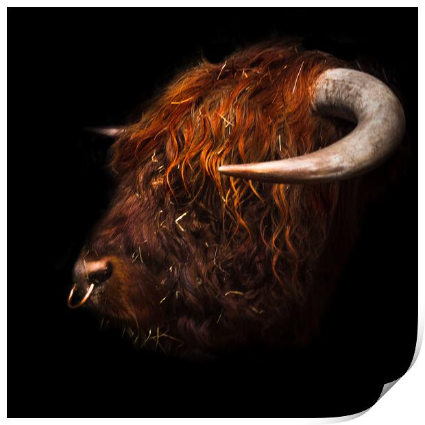 Bull headed Print by Steve Taylor