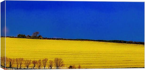 Rapeseed  Canvas Print by Ian Stone