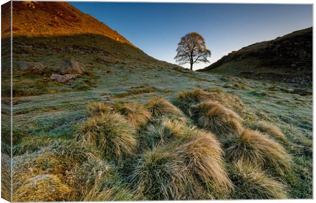 Sycamore tree Hadrian's Wall II Canvas Print by Michael Brookes