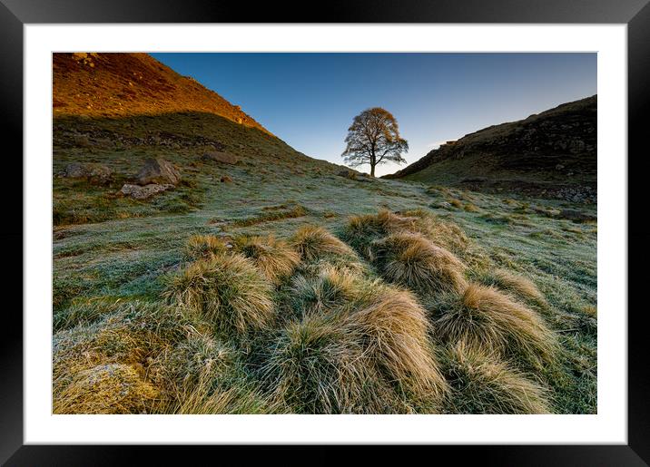 Sycamore tree Hadrian's Wall II Framed Mounted Print by Michael Brookes