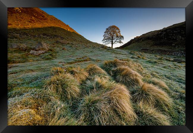 Sycamore tree Hadrian's Wall II Framed Print by Michael Brookes