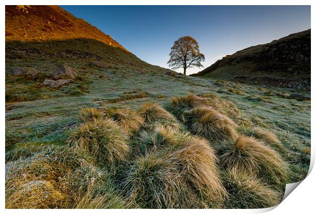 Sycamore tree Hadrian's Wall II Print by Michael Brookes