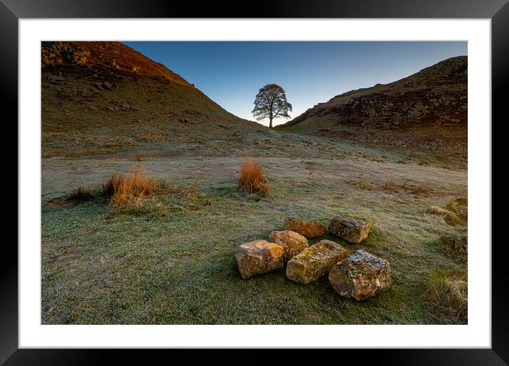 Sycamore Tree Hadrian's Wall III Framed Mounted Print by Michael Brookes