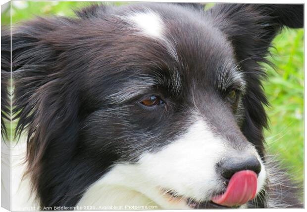 A close up of a Collie Canvas Print by Ann Biddlecombe