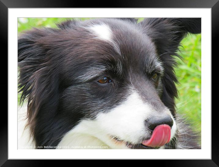 A close up of a Collie Framed Mounted Print by Ann Biddlecombe