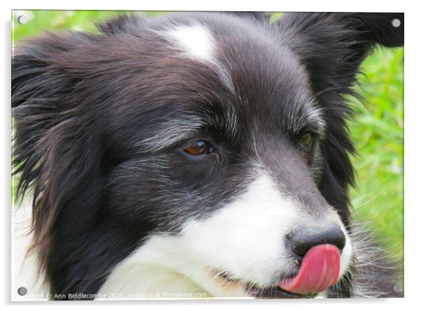 A close up of a Collie Acrylic by Ann Biddlecombe