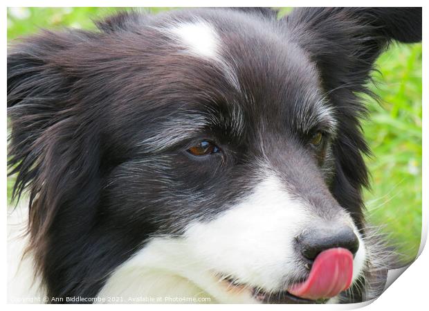 A close up of a Collie Print by Ann Biddlecombe