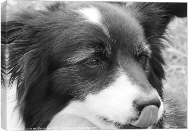 A close up of a Collie in monochrome Canvas Print by Ann Biddlecombe