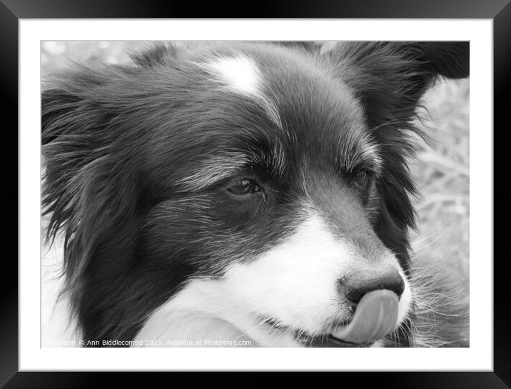 A close up of a Collie in monochrome Framed Mounted Print by Ann Biddlecombe