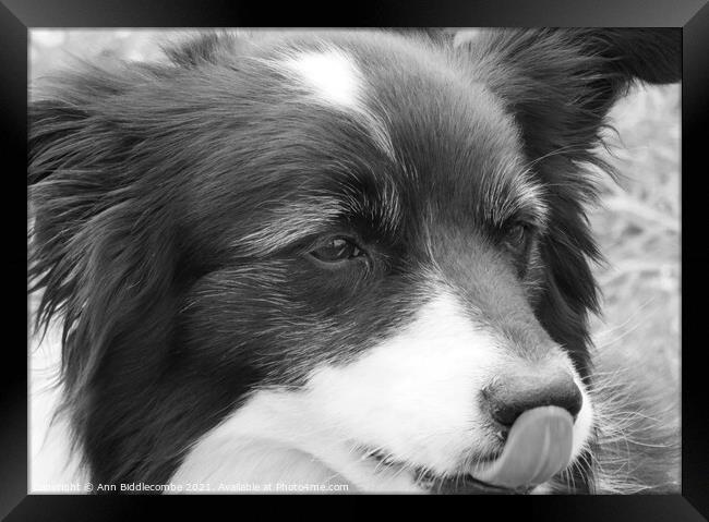 A close up of a Collie in monochrome Framed Print by Ann Biddlecombe