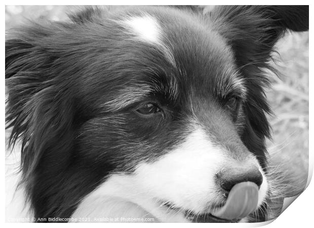 A close up of a Collie in monochrome Print by Ann Biddlecombe