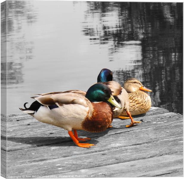 Ducks resting on the pontoon in spot colour Canvas Print by Ann Biddlecombe