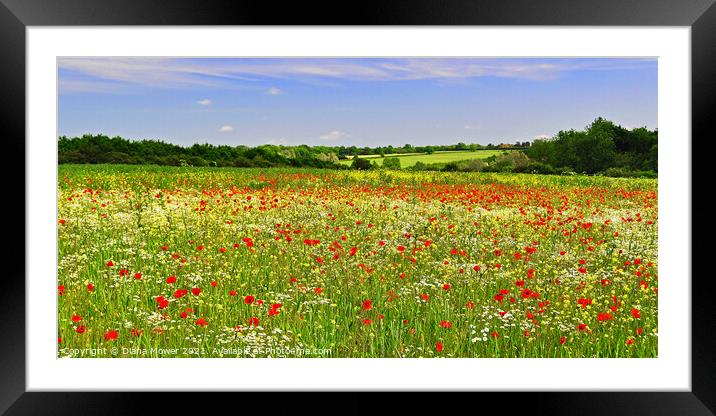 Poppy Fields Framed Mounted Print by Diana Mower