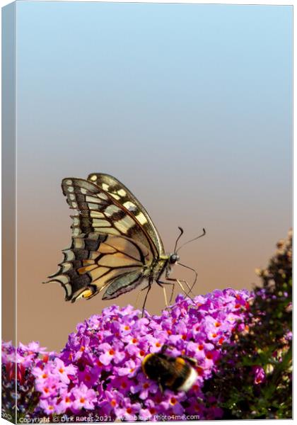 Swallowtail (Papilio machaon) Canvas Print by Dirk Rüter