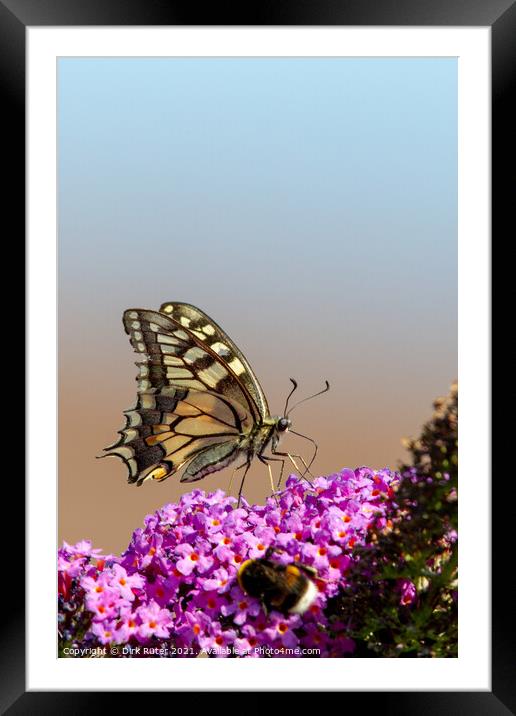 Swallowtail (Papilio machaon) Framed Mounted Print by Dirk Rüter
