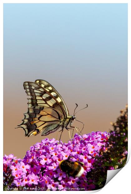 Swallowtail (Papilio machaon) Print by Dirk Rüter