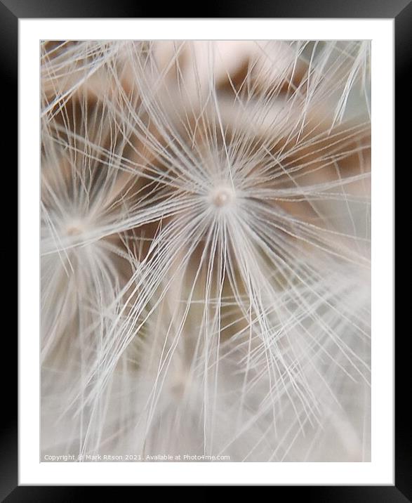 Dandelion Seeds  Framed Mounted Print by Mark Ritson