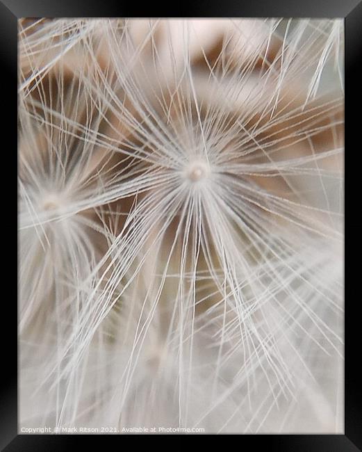 Dandelion Seeds  Framed Print by Mark Ritson